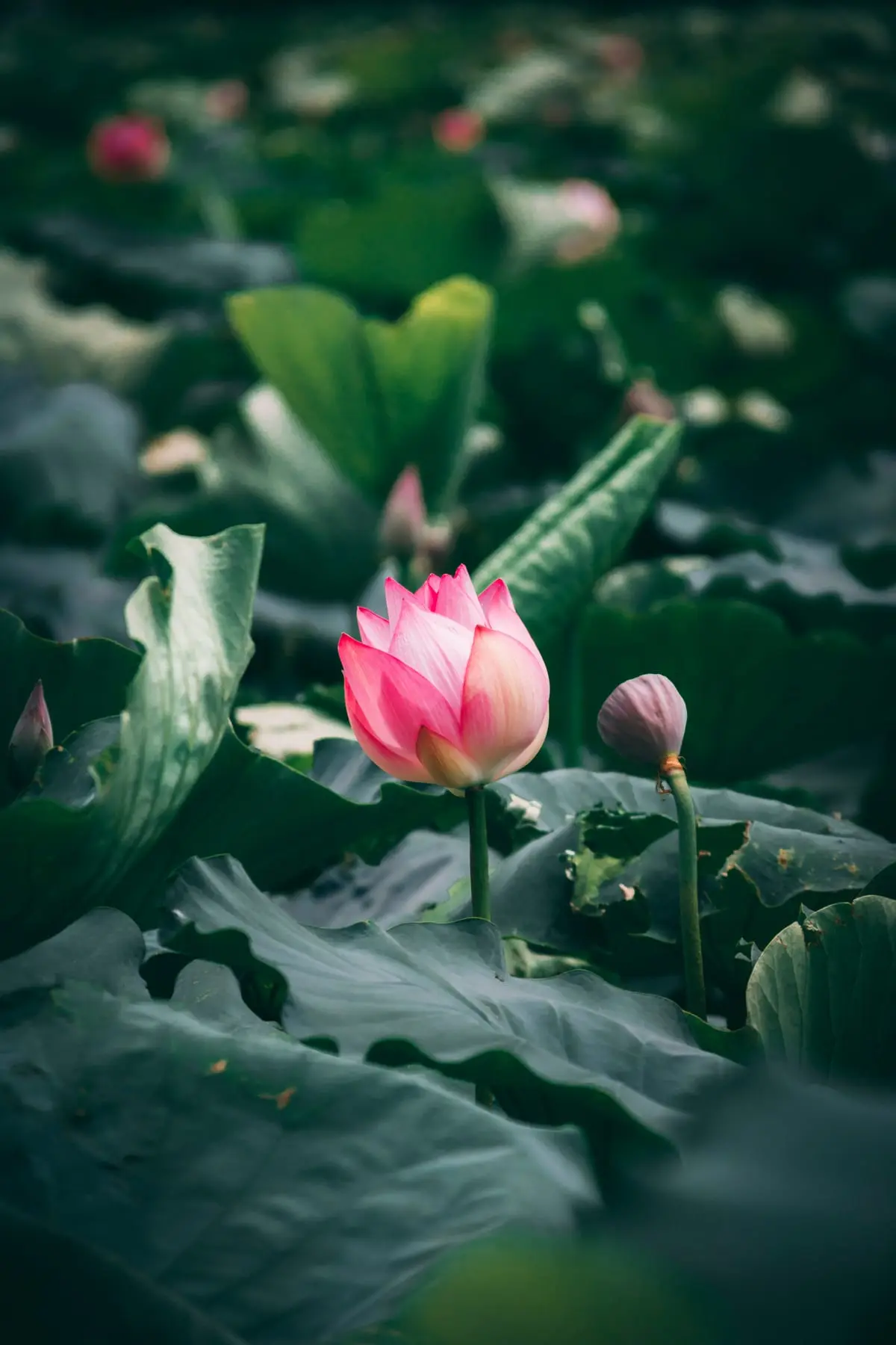 A single pink lotus in bud, standing above dark green lily pads on a pond