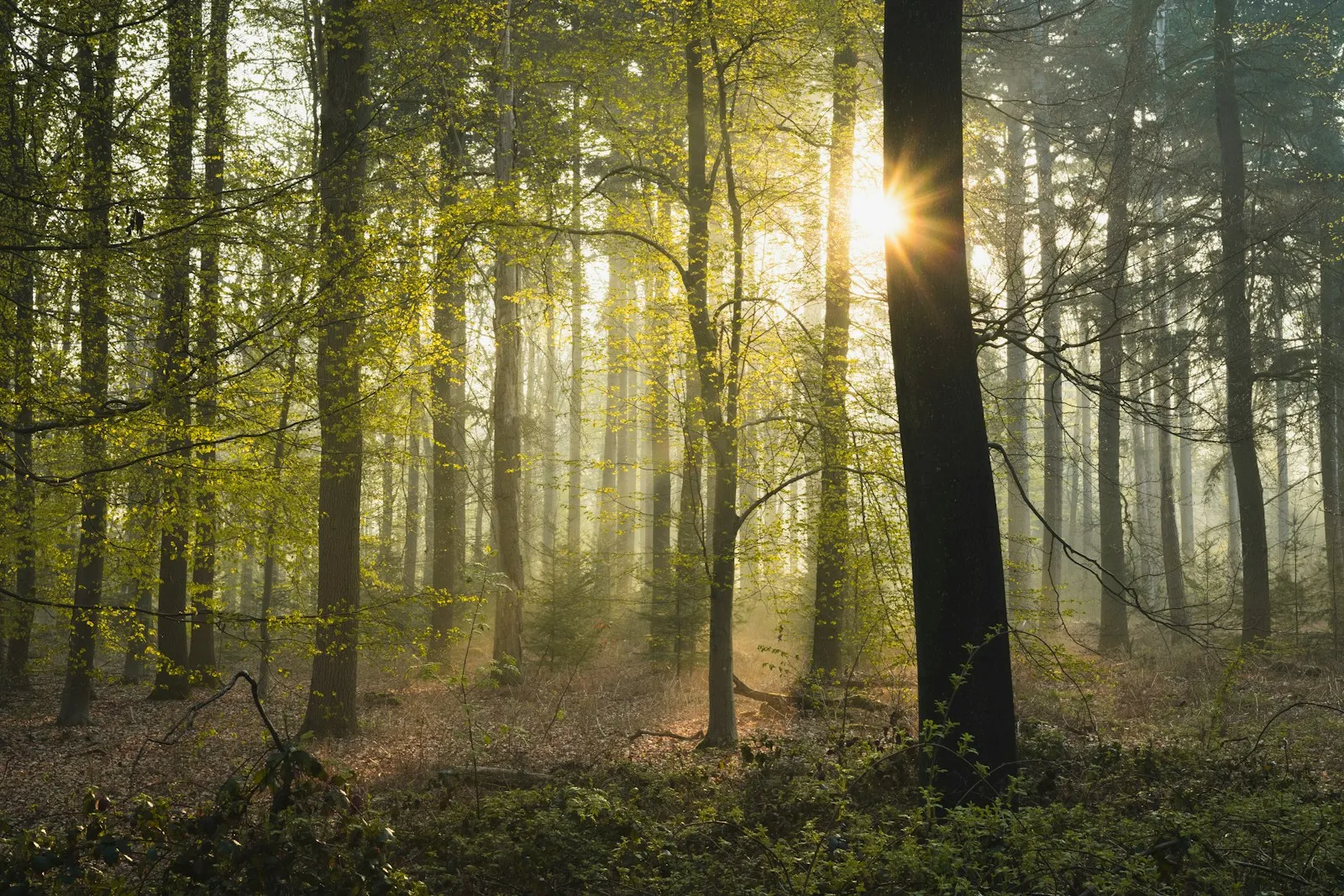 Morning sun breaking through the trunks of a misty spring forest